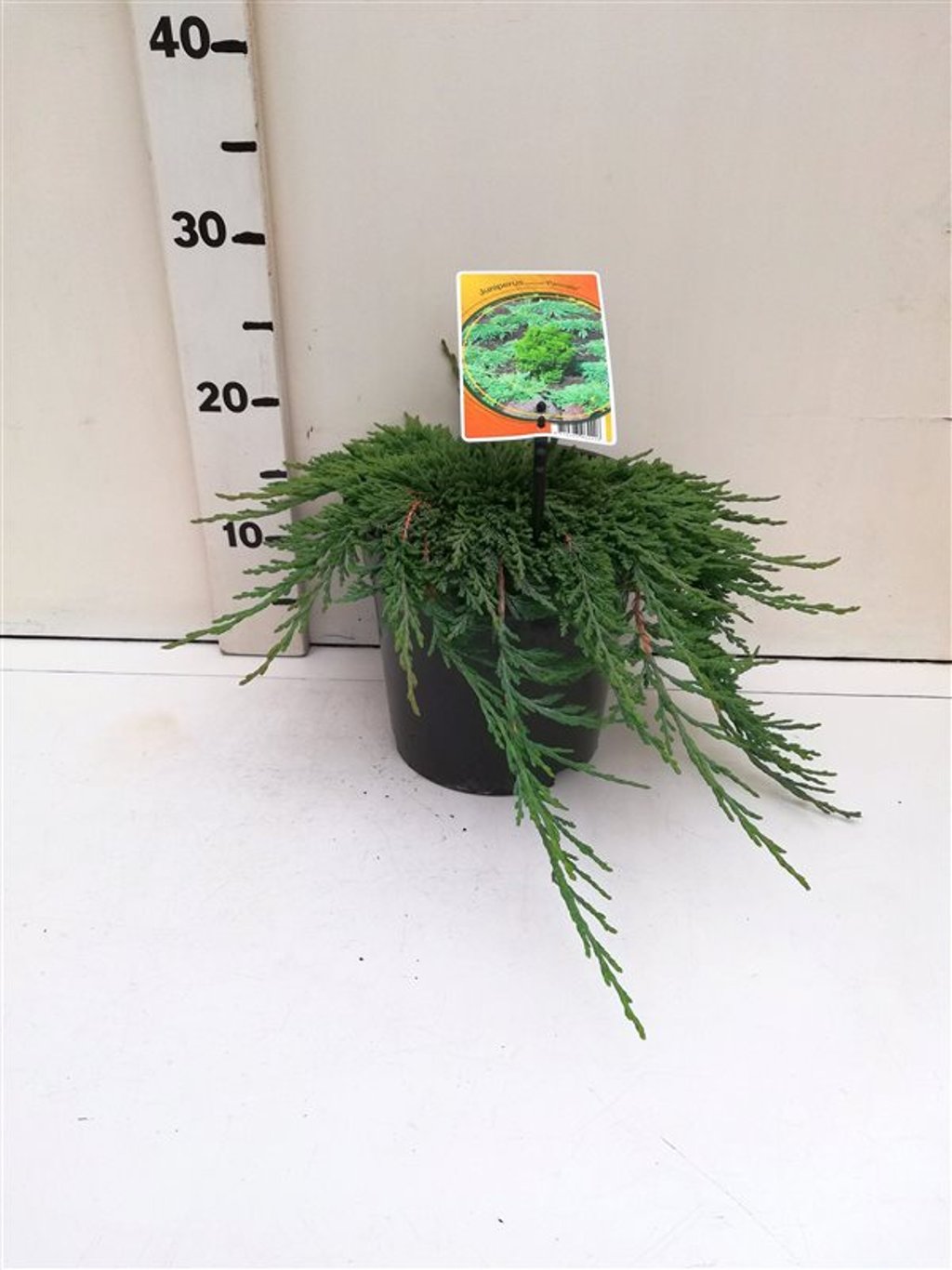 Juniperus h. 'Pancake' - C3 25-30 CM
